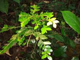 Image result for Anisophylleaceae
