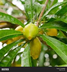 Pouteria campechiana (commonly known as the cupcake fruit or canistel) is an evergreen tree native to, and cultivated in, southern mexico, belize, guatemala, and el salvador. Tiesa Growing On Tree Image Photo Free Trial Bigstock