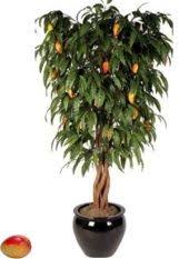 Comment Faire Germer Noyaux Et Pepins Pour Faire Pousser Des Fruits Tout Pratique Jardinage En Pots Jardinage Potager Faire Pousser Un Arbre