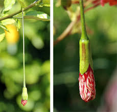 Image result for Hibiscus schizopetalus