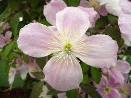 Montana varieties are easy to grow, very prolific and vigorous. Clematis Mayleen