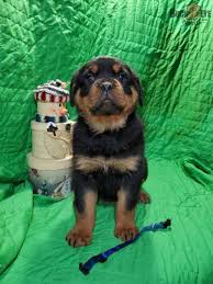 Check spelling or type a new query. Thinkpup Shop Redbubble Rottweiler Puppies For Sale Rottweiler Puppies Rottweiler