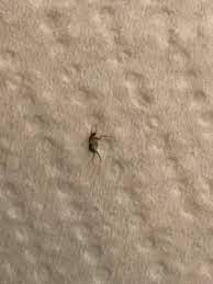 There are a variety of different treatment options for termites, including liquid termiticides and termite baits. Moran S Elite Termite And Pest Management 400 Reisterstown Rd Pikesville Md Pest Control Mapquest