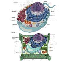 Animal and plant cell project pictures. Animal Cell Vs Plant Cell Irene Bugliari