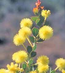 Acacia Secret Love Yellow Flowers Yellow Wedding Flowers Acacia
