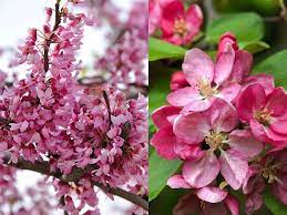 Evergreen trees are known as nature's architecture because they provide colour, structure and texture when other trees have lost their leaves. Spring Flowering Trees Best Choices For Uk Gardens Paramount Plants