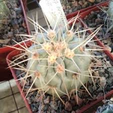 Image result for Monadenium pseudoracemosum