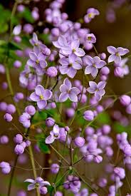 Image result for Thalictrum