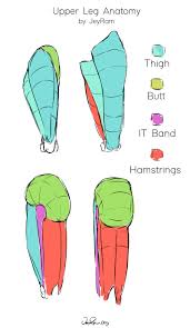 The main function of vastus lateralis is to extend your knee from the bent position. How To Draw Legs Jeyram Art