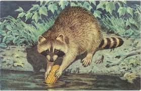 Check spelling or type a new query. Pin By Guts Glory On Vintage Postcards Raccoon Cute Creatures Animal Art