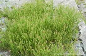 Image result for Lepidium bonariense