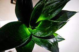 The sansevieria is also referred to as a dragon for its many unique qualities. Botanaholics Sansevieria Hahnii Jade Black Dragon Facebook