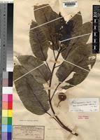 Image result for Ficus sansibarica