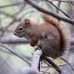Follow the Clues: Wildlife Tracks and Traces