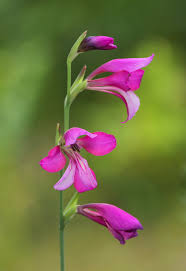 Image result for Gladiolus crassifolius