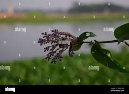 Image result for Floscopa africana