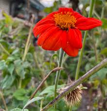 Image result for Tithonia