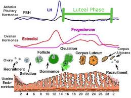 Luteal Phase Defect Treatment