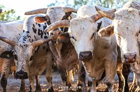 David Alejo Fotografía