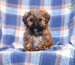 Schnoodle Schnoodle Puppy Shorkie Puppies Schnoodle