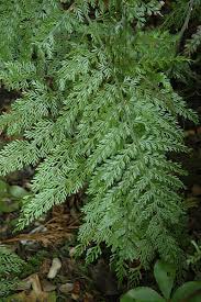 Image result for Asplenium ceii