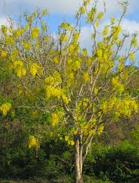 Whether herbaceous, itoh or tree type, peony flowers always add a graceful, classic touch to flower. This Is The Y Page Of Our A To Z Guide To Plants How To Care For Them Landscaping With Them And Cooking And Healing With Them