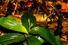 Image result for Corymborkis corymbis