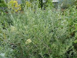 Image result for Buddleja saligna