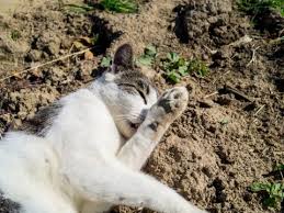 By rolling around in the dirt they take the top layer off and find cooler dirt to roll in. Behavior Issues Archives Aw Kitty