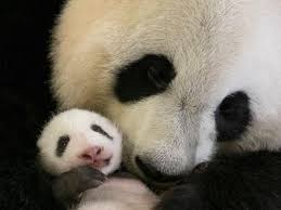 Huan huan attend bien un nouveau bébé panda. Diaporama Le Bebe Panda Du Zoo De Beauval Fete Ses 2 Ans Sciences Et Avenir