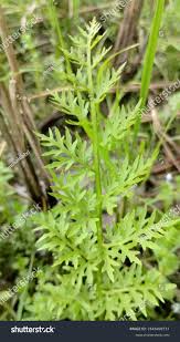 Image result for Ceratopteris thalictroides