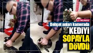 Kedi Haberleri Karadeniz Gazetesi Arama
