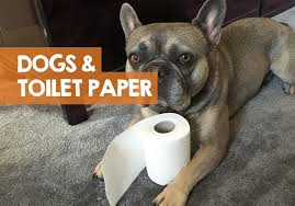 Stick a pencil through the drill holes in the bracket to mark them. Why Does My Dog Eat Toilet Paper Is It Bad How To Stop