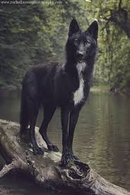 Mid Content Wolfdog Rachel Lauren Photography Mid Content Wolfdog Rachel Lauren Photography Wolfs Mid Content Wolfdog Rach In 2020 Wolf Dog Animals Animals Wild