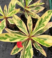 Image result for Euphorbia pfeilii