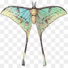 The luna moth tattoo by pony reinhardt is soft, a bit dark and sad. Moth Png Transparent For Free Download Pngfind