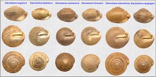 Image result for Stenostelma