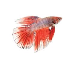 My Betta Jumped Out Of Her Tank...Still Alive :( | Freshwater Fish Disease  And Health Forum