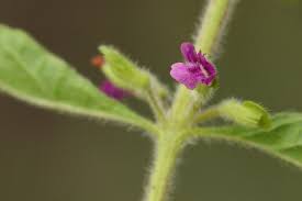 Image result for Endostemon tereticaulis