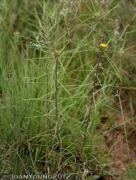 Image result for Geigeria burkei