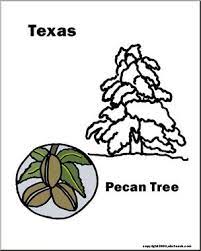 Click the pecan tree coloring pages to view printable version or color it online (compatible. Texas State Tree Pecan Abcteach