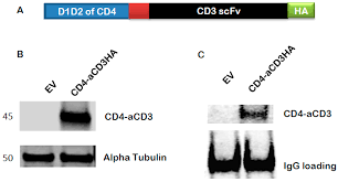 Image result for Black 1997 AAV
