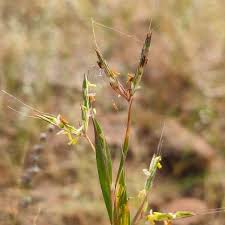 Image result for Andropogon ligulatus