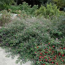 Image result for Indigofera roseo-caerulea