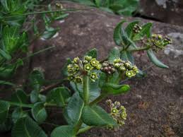 Image result for Dierama parviflorum