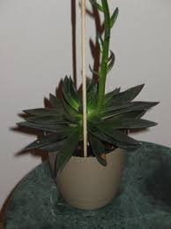 We did not find results for: Succulent With Very Tall Flower Stalk