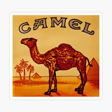 In the above picture the camels are little white lines and the black is just the shadows. Camel Cigarette Poster By Lolistella Redbubble