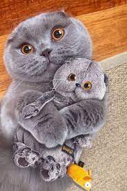 175 Grey Cat Names An Awesome List For Naming Your Cat En 2021 Chats Et Chatons Bebes Animaux Mignons Pattes De Chat
