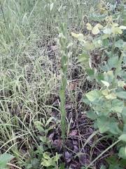 Image result for Habenaria nyikensis