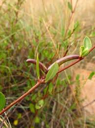 Image result for Cryptolepis oblongifolia